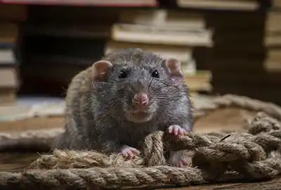 Desratizar Precio La Reina